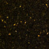 Galaxy Gold